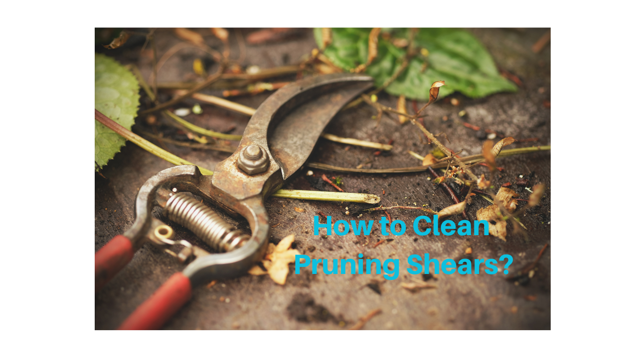 How to Clean Pruning Shears?